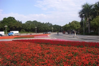 东莞市市区道路渠化岛时花种植及绿化养护