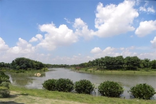 大圳埔排渠两岸绿化工程